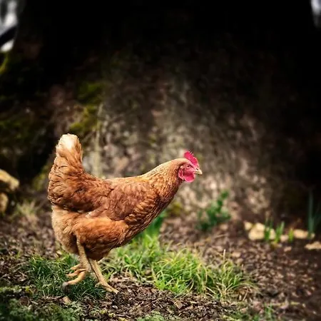 Alojamento de Acomodação e Pequeno-almoço Mule, Route Du Mule Lagardere
